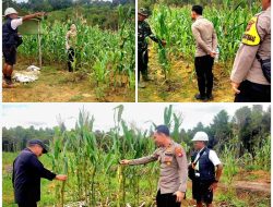 Dukung Program Ketahanan Pangan, Kapolsek Silat Hilir Lakukan Peninjauan Tanaman Jagung Di Desa Baru