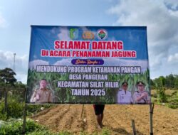 Kegiatan Penanaman Jagung Dikeloter Tahap Ke 2, Lahan Milik Polsek Silat Hilir Di Desa Pangeran Kec.Silat Hilir